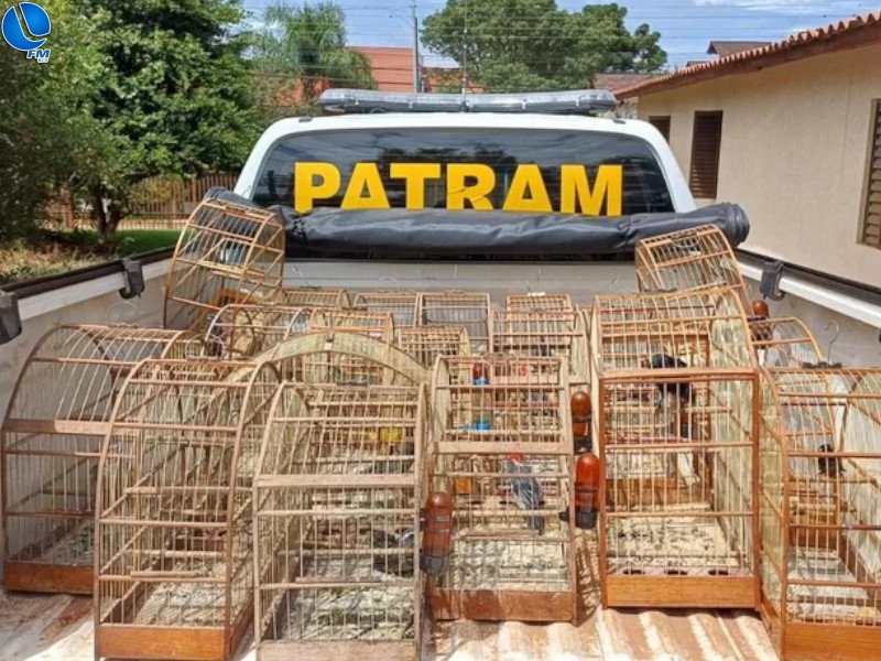 Polícia localiza cativeiro de pássaros silvestre, na cidade de Marau