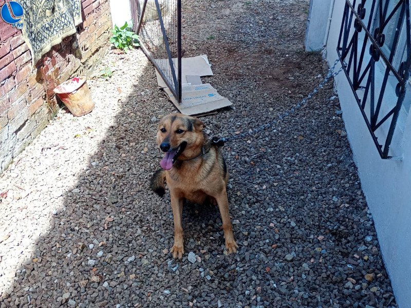 Polícia Ambiental vistoria denúncias de maus tratos