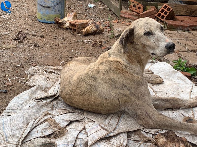 Patram realiza prisão por maus tratos
