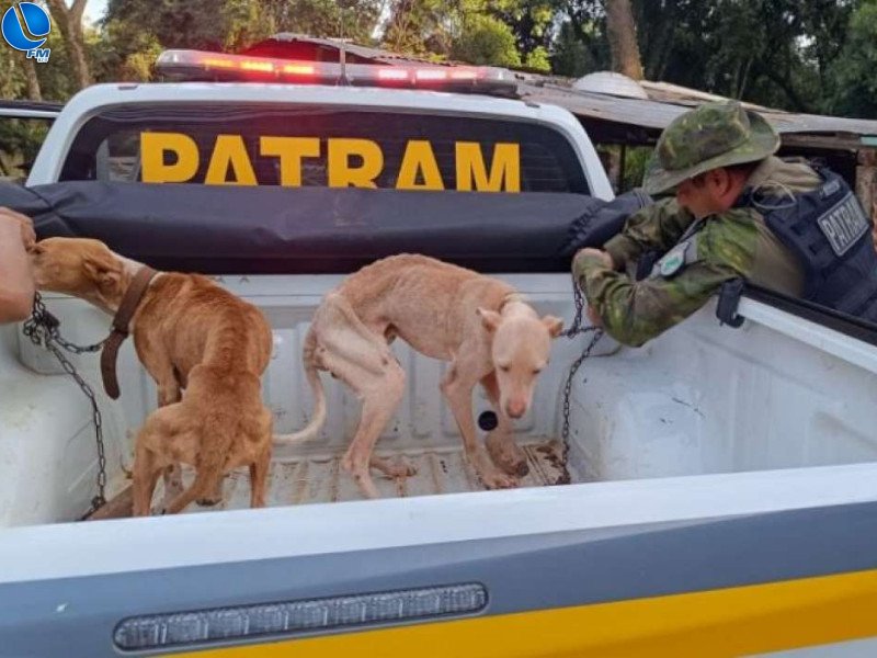 Mulher é presa por maus-tratos a cães em Sananduva