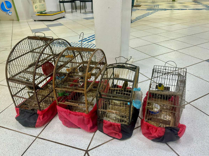 Batalhão Ambiental flagra pássaros silvestres em cativeiro em Passo Fundo
