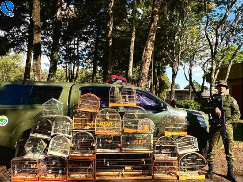 Polícia Ambiental resgata 21 pássaros silvestres de cativeiro em Passo Fundo