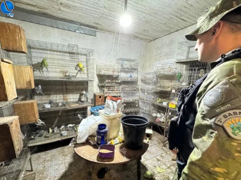 Mais de 700 animais são encontrados em situação de maus-tratos em Passo Fundo