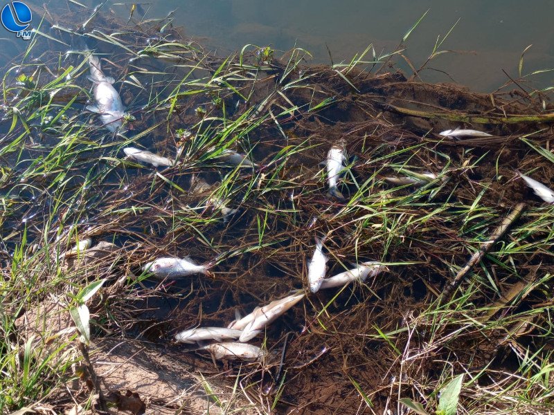 Polícia Ambiental flagra mortandade de peixes em Capão Bonito do Sul