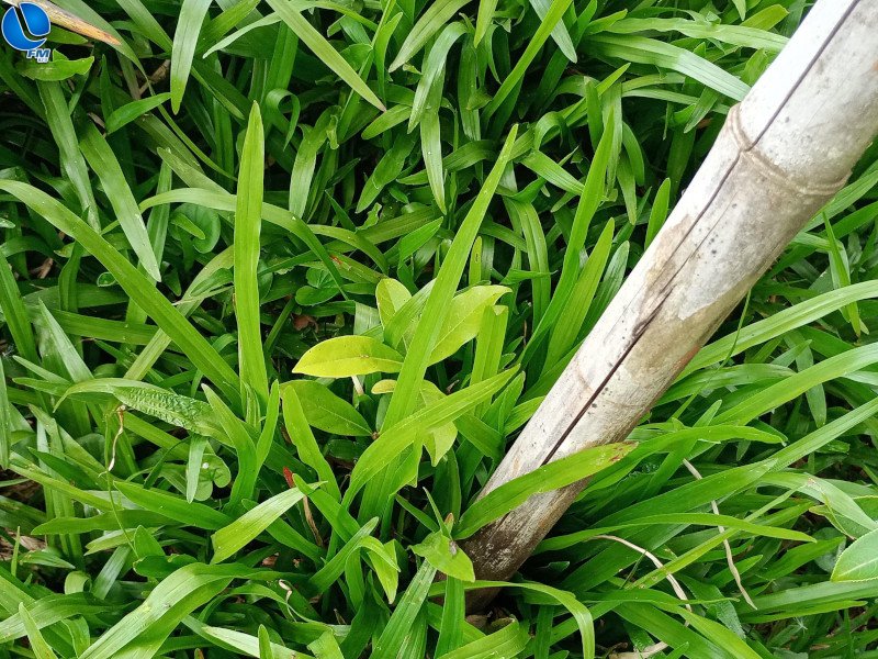 Patram realiza vistoria em projeto de recuperação de área degradada