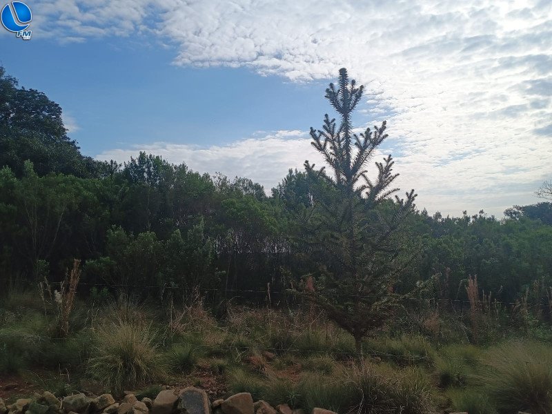 Polícia Ambiental realiza vistoria em projetos de reposição florestal