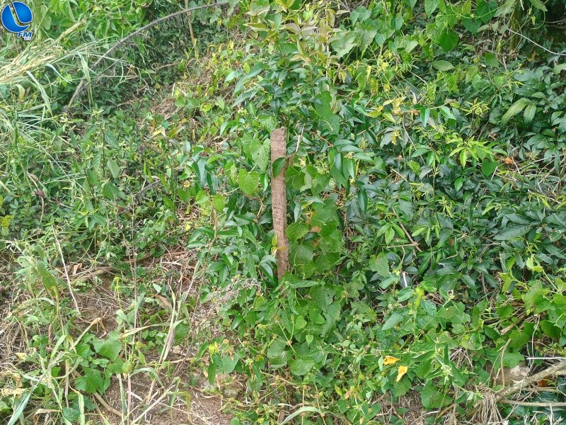 Projeto de recuperação ambiental é fiscalizado pela Patram