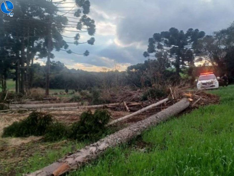 Polícia Ambiental flagra crime de derrubada de pinheiros em Sananduva
