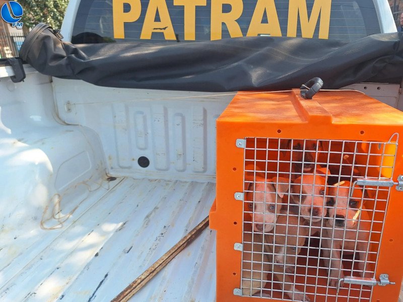 Polícia Ambiental flagra maus tratos em Sananduva