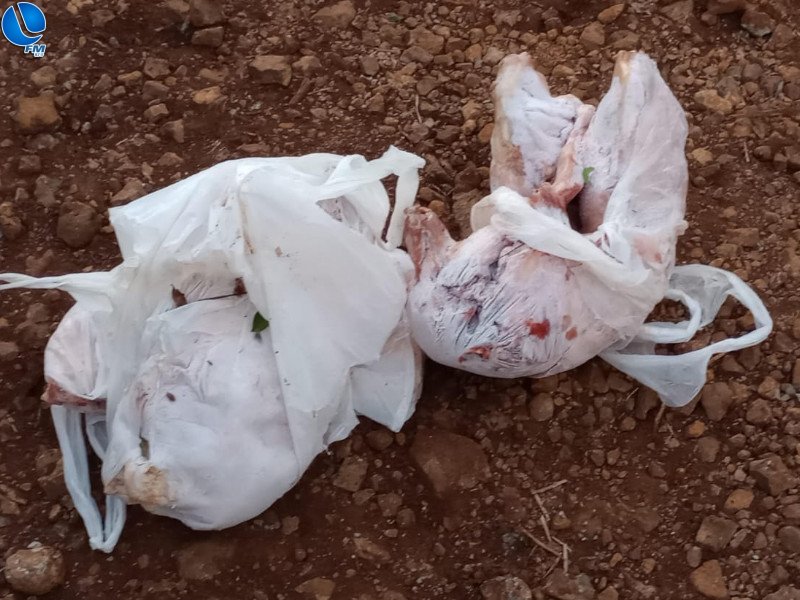 Patram flagra crime contra a fauna, no interior de Lagoa Vermelha