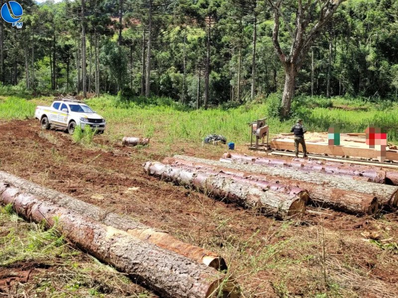 Corte de araucárias é flagrado em Tupanci do Sul