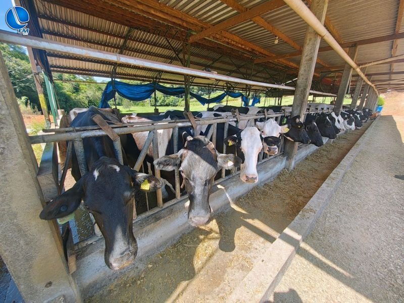 Polícia Ambiental constata crime ambiental em propriedade rural de Água Santa