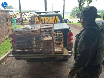 Patrulha Ambiental resgata seis aves silvestres de cativeiro ilegal em Vila Lângaro