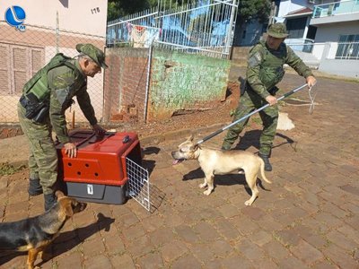 Patram flagra Pit Bull atacando pedestres e veículos, no bairro Medianeira