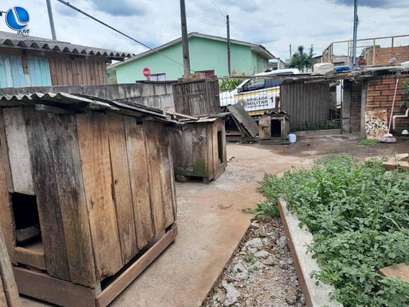 Patrulha Ambiental fiscaliza denúncias de maus-tratos em Lagoa Vermelha e Caseiros