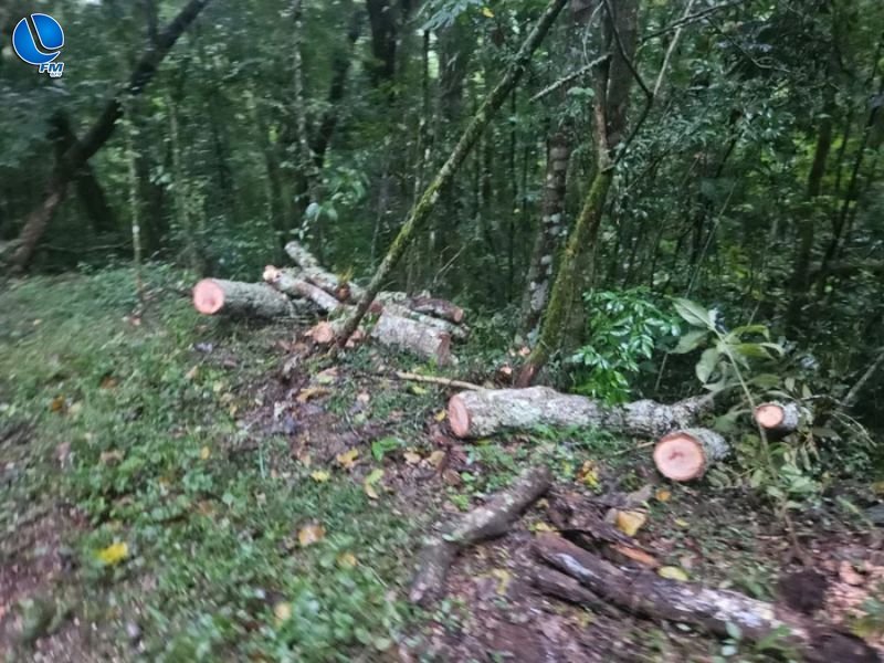 Patrulha Ambiental investiga derrubada criminosa de árvores para obstruir o Rally de Erechim