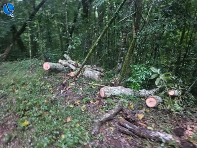 Patrulha Ambiental investiga derrubada criminosa de árvores para obstruir o Rally de Erechim