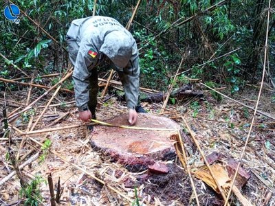 PATRAM constata crime ambiental com corte irregular de araucárias em Ibiairaras