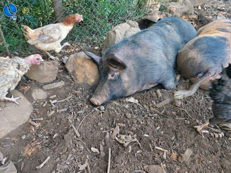 Polícia Ambiental constata crime de maus-tratos a animais em Lagoa Vermelha