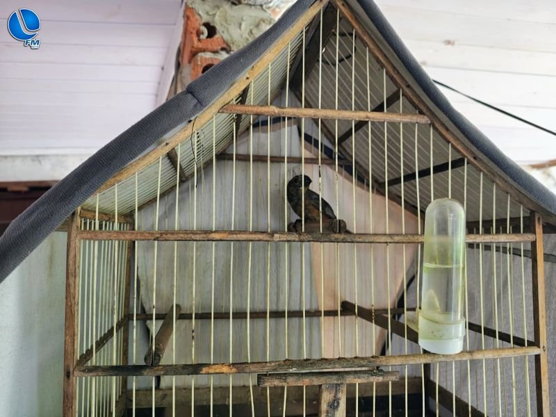 Polícia Ambiental resgata pássaros silvestres mantidos em cativeiro irregular em Lagoa Vermelha