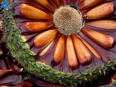 Período de defeso proíbe colheita e venda de pinhão até 1º de abril no RS