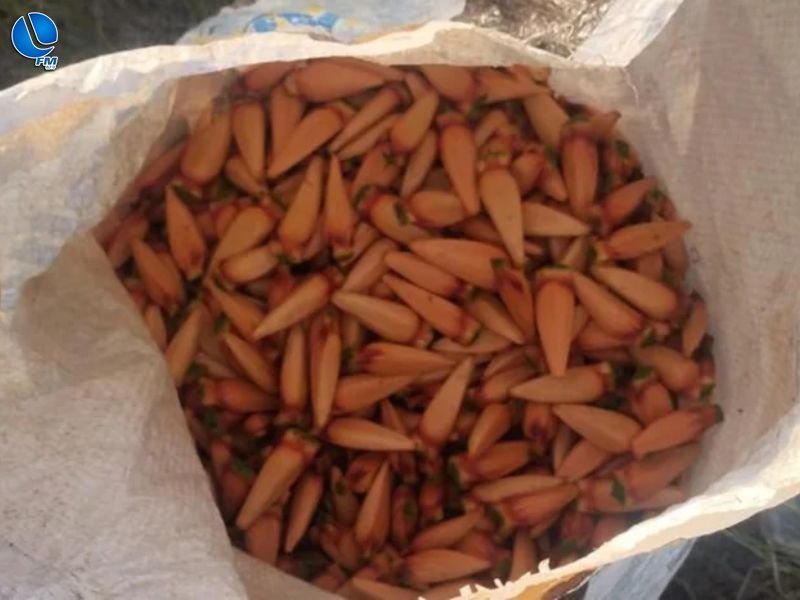 Batalhão Ambiental apreende mais de 60 quilos de pinhão no Norte do estado