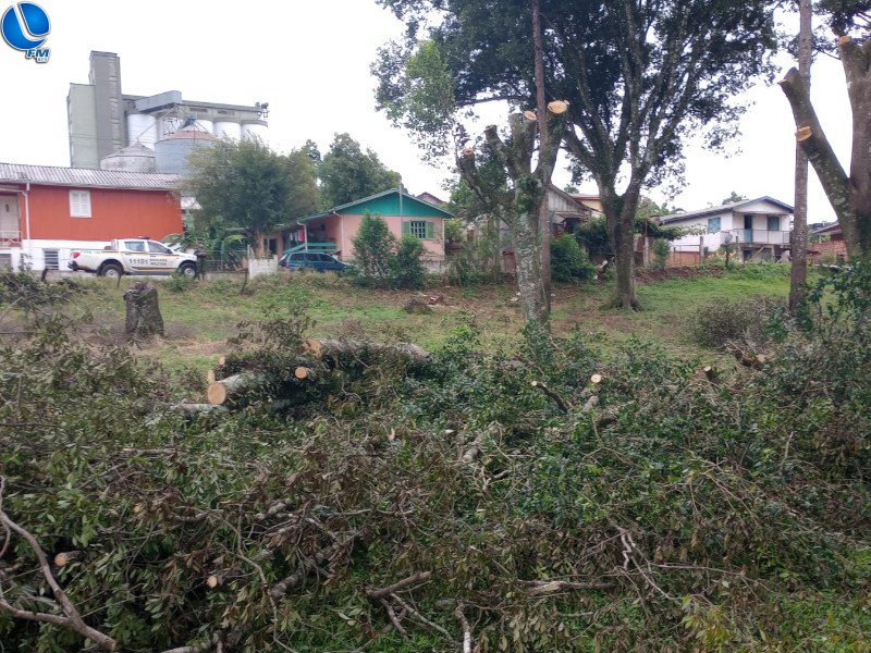 Polícia Ambiental constata corte irregular de árvores nativas