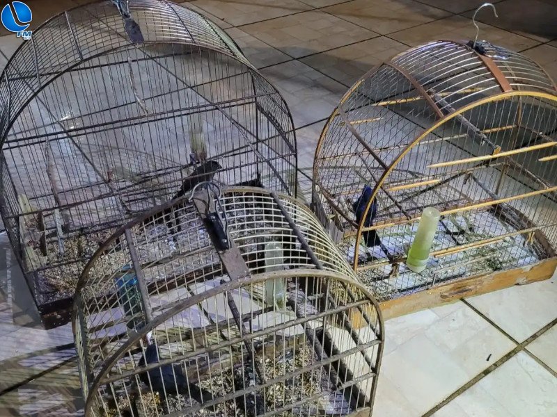 Pássaros silvestres são flagrados em cativeiro