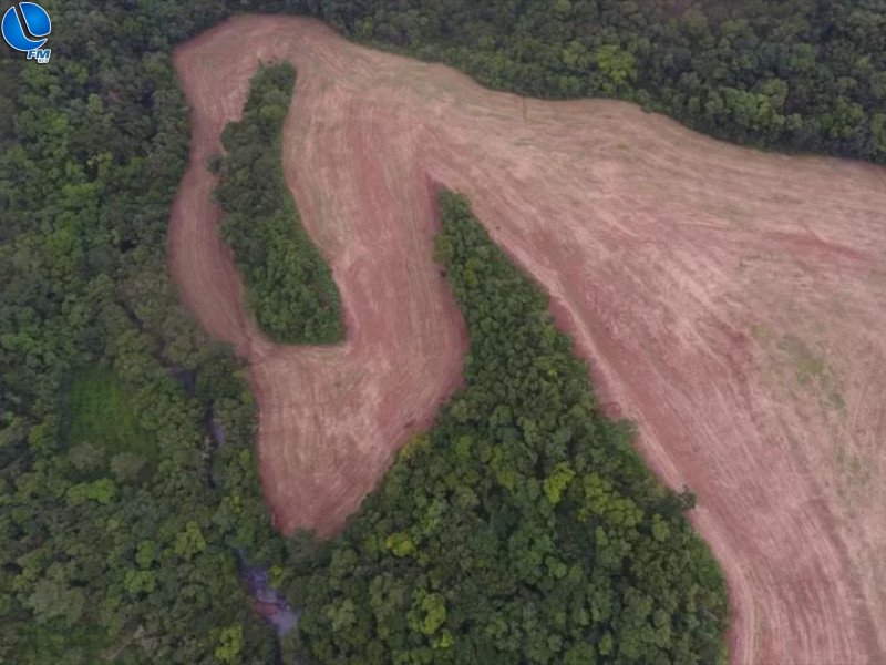 Polícia ambiental flagra transporte ilegal de madeira e desmatamento