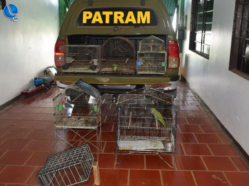 Patrulha Ambiental resgata aves mantidas em cativeiro ilegal em Erechim