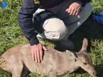 PRF resgata veado-catingueiro ferido às margens da BR-285