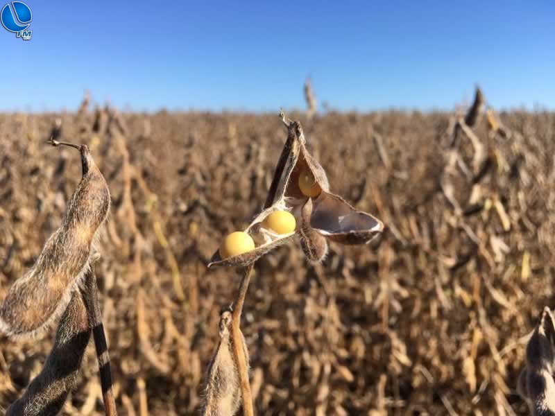 Falta de chuvas causa preocupações para quem cultiva soja