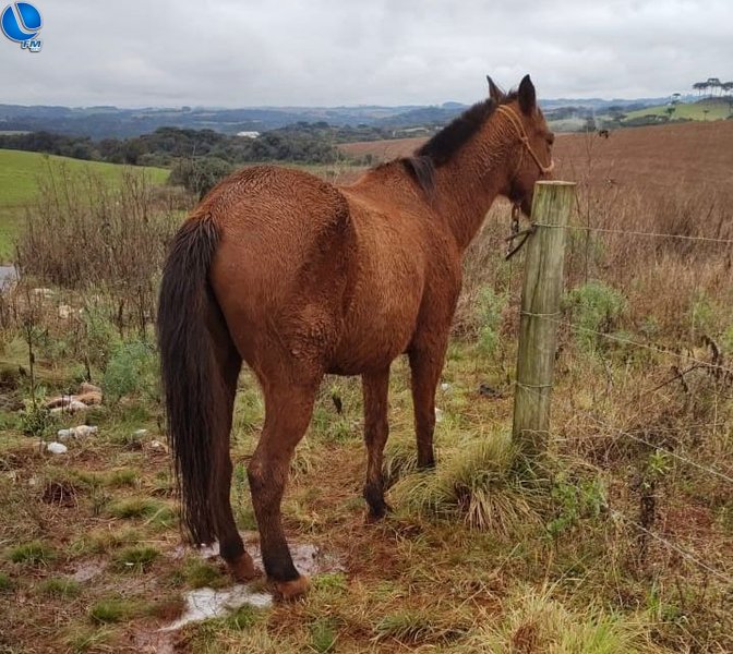 Polícia Civil recupera cavalo furtado