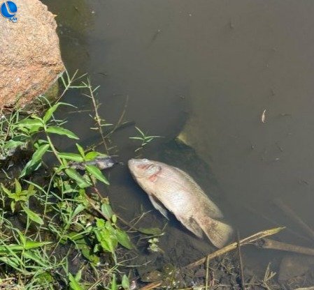 Lagoa Vermelha: morte de peixes é monitorada